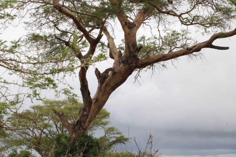 19 Days Tour in Uganda