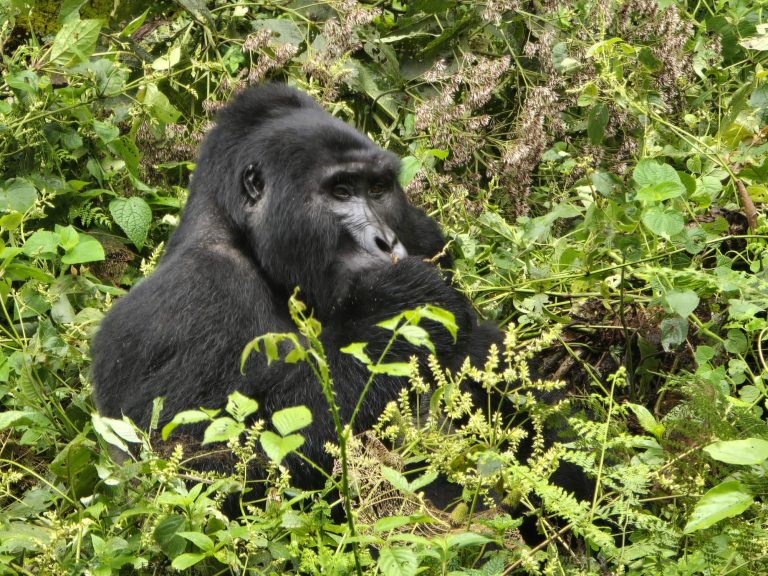 Uganda Bwindi Gorilla