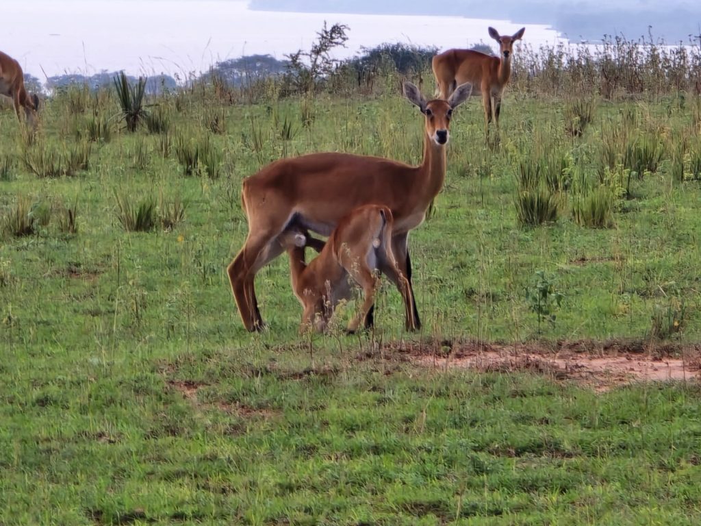 Impala breast feeding at lake mburo