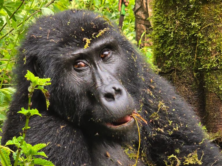 Uganda silver back gorilla