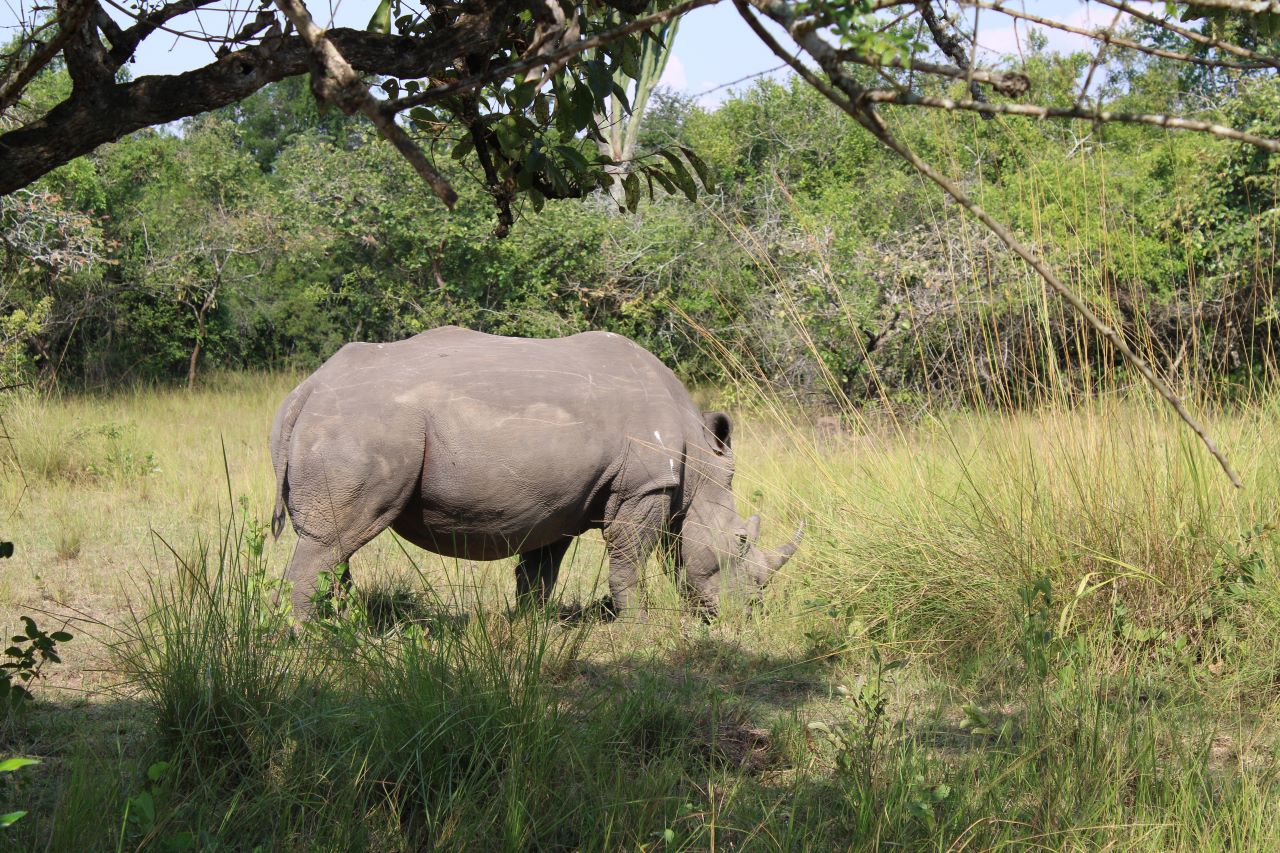 Ziwa Rhino Sanctuary