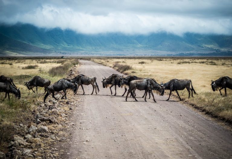 Tanzania Safaris