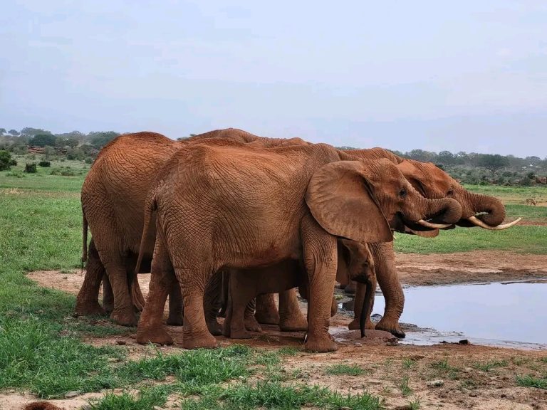 Tsavo National Park