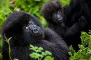 Mountain Gorilla in Virunga