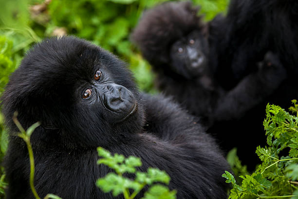 Mountain Gorilla in Virunga