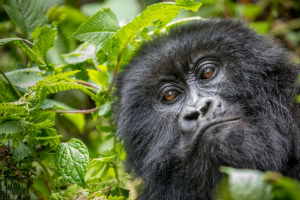 Volcanoes National Park Rwanda