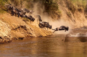 Wildebeest Migration Masai Mara