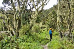 Mountain Hiking Safari in Uganda