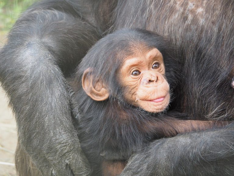 Chimpanzee trekking