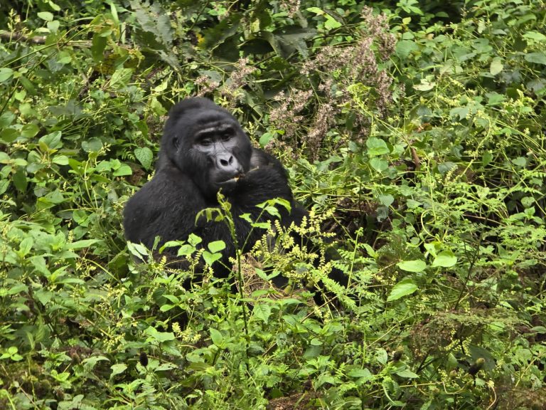 Gorilla Trekking in Uganda