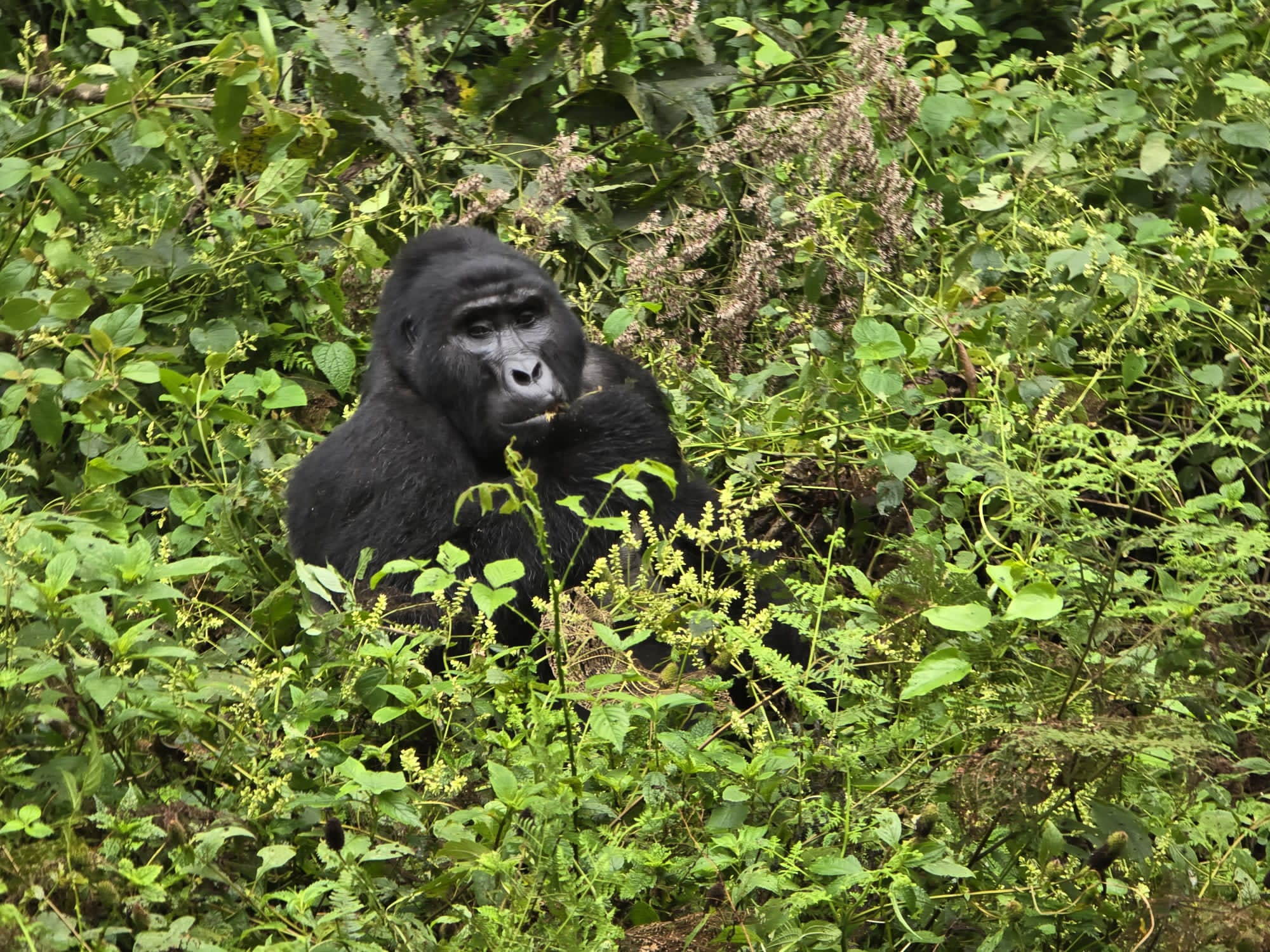 Gorilla Trekking in Uganda