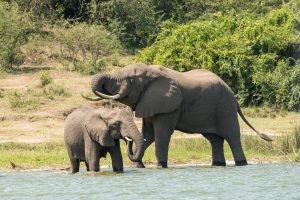 Wildlife safaris in Uganda Africa