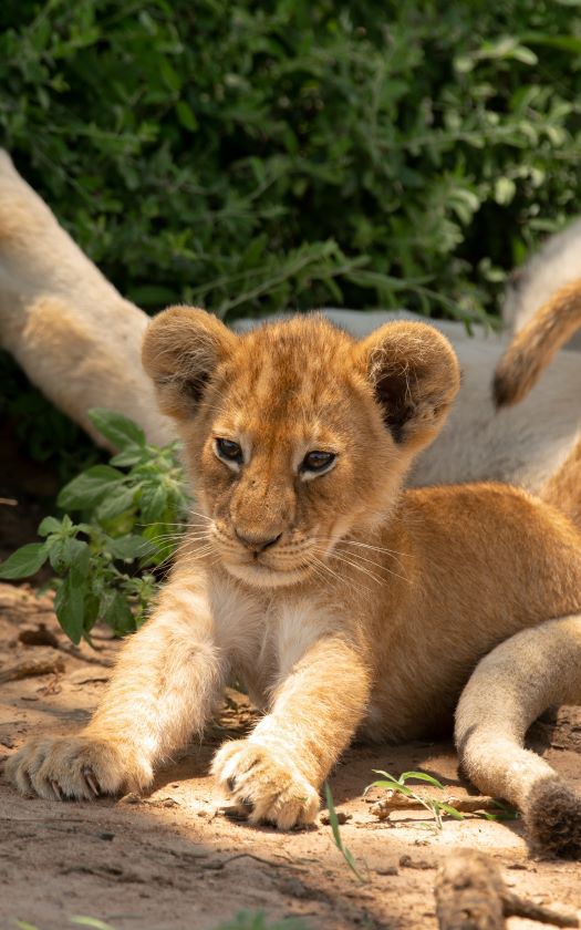 wildlife at Murchison Falls National Park