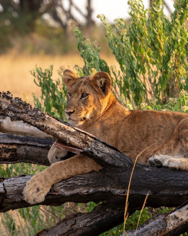 Climbing lion