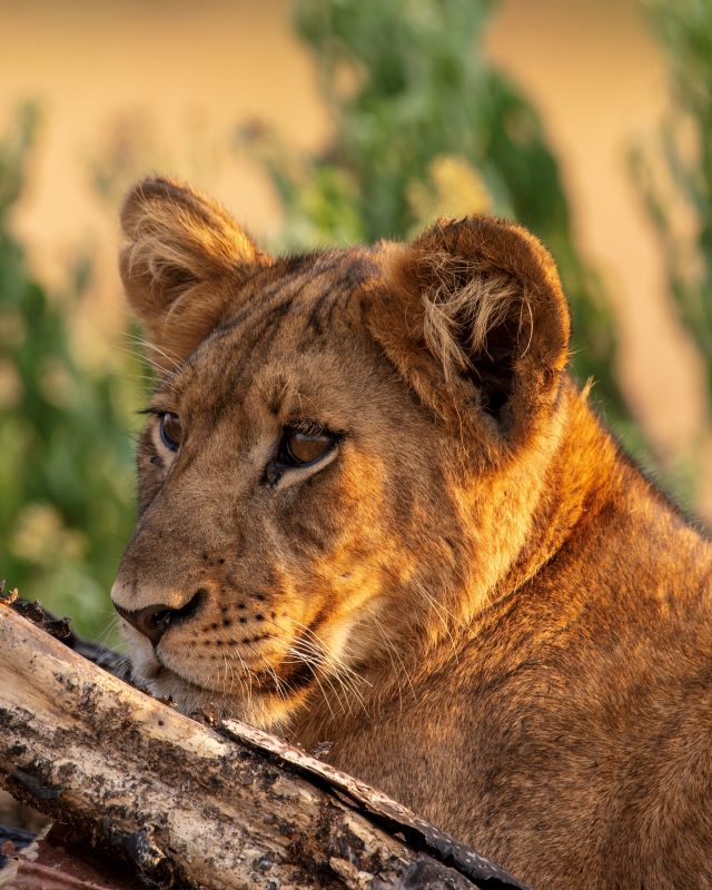 Climbing Lion