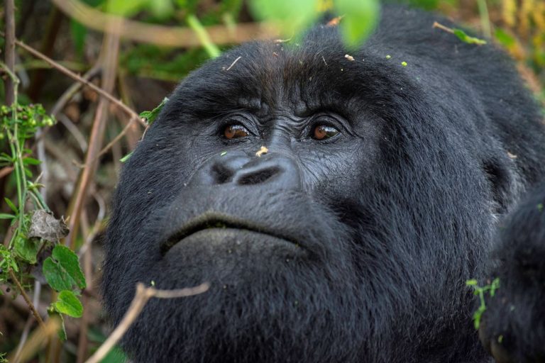 Gorilla in Uganda