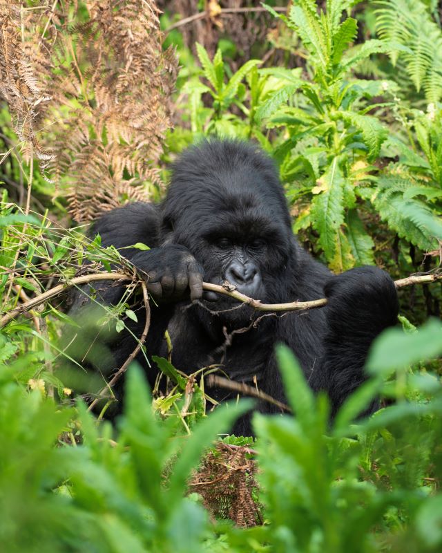 Uganda Gorilla