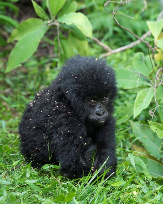 Uganda Gorilla
